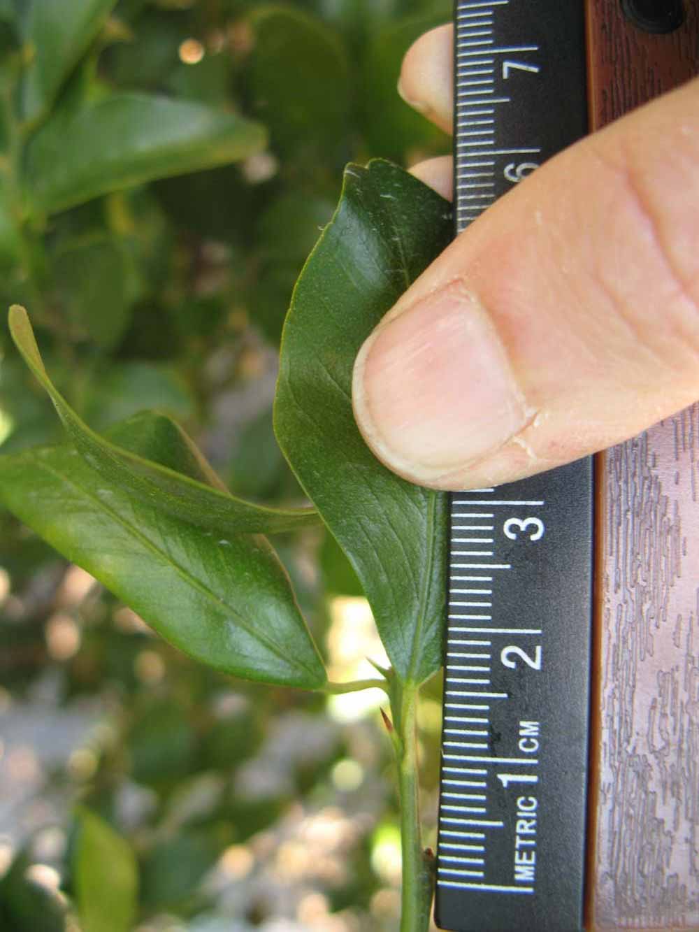             Unifoliolate leaf (Winter Haven, FL)       